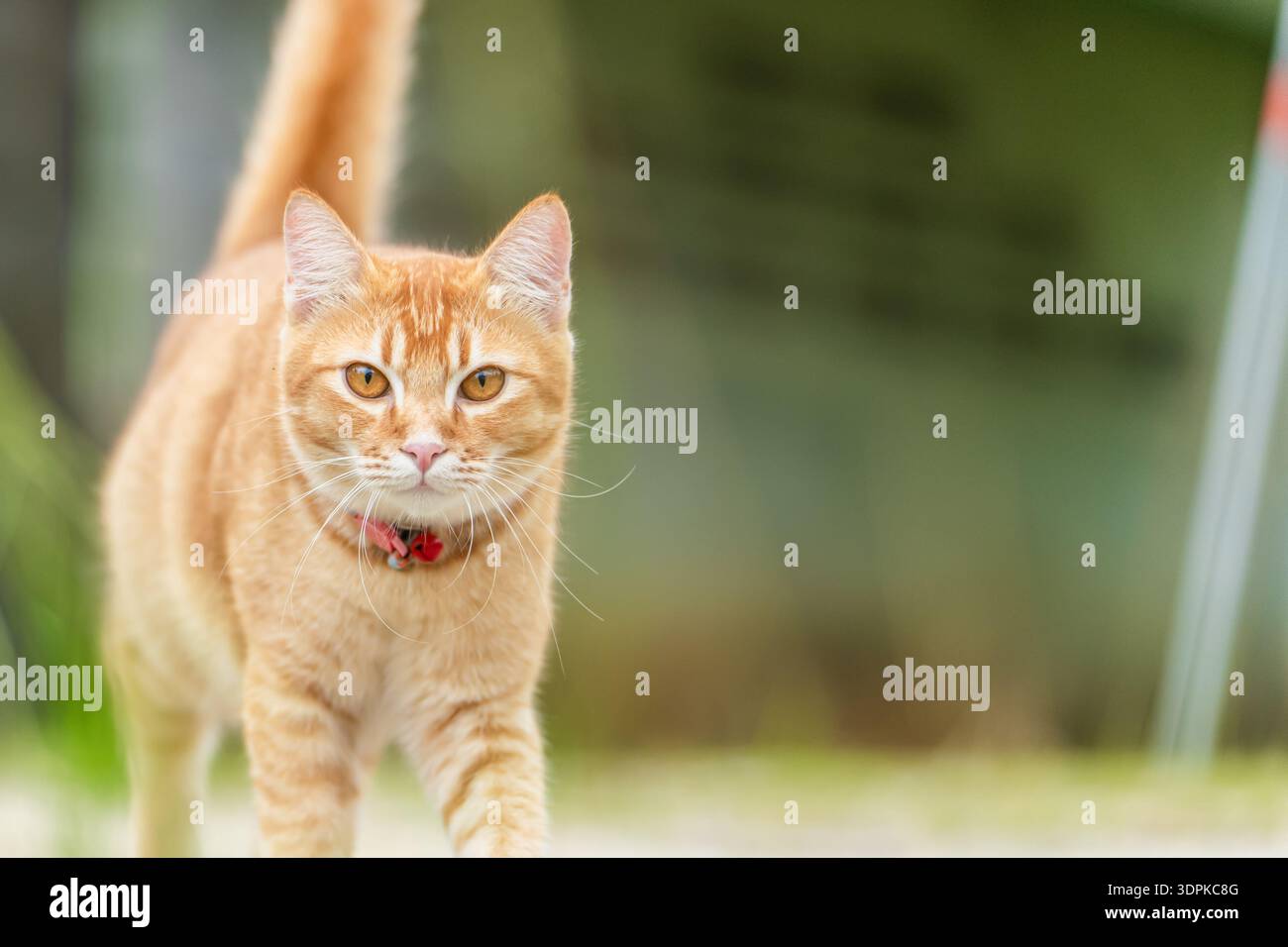 Eine Ginger Tabby Katze spaziert im Freien herum. Die Katze hat helle Augen und trägt ein Halsband. Die Sonne scheint im Hintergrund, während die Katze aussteigt Stockfoto