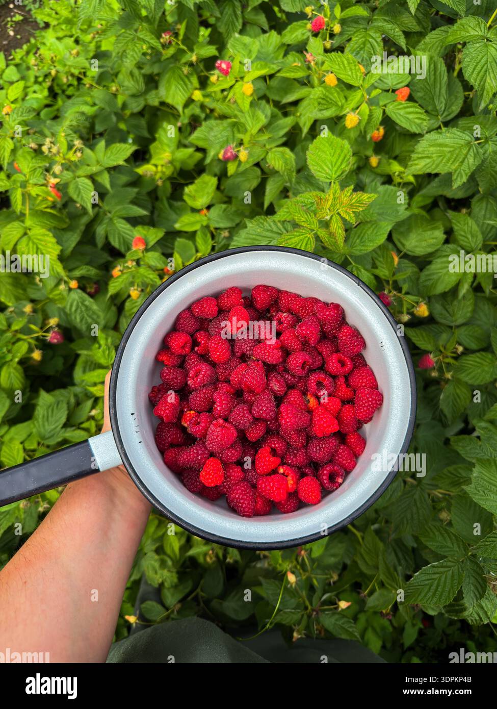 Hand halten Sieb voll mit frischen Himbeeren - Smartphone-aufgenommenes Stockfoto