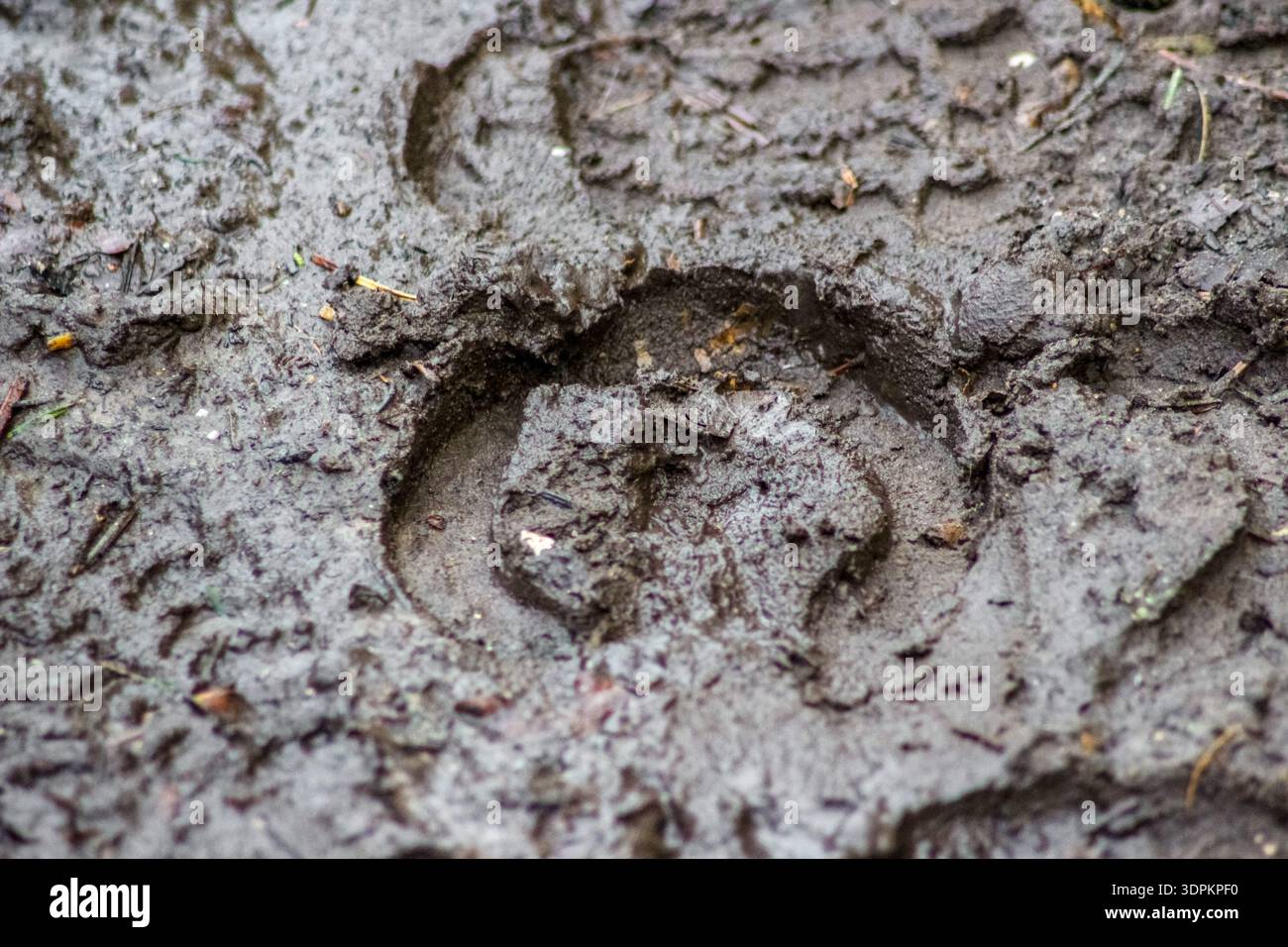 Nahaufnahme von Tierspuren eines Pferdes, tief in dicken, nassen Schlamm gepresst. Die Szene zeigt eine unordentliche, dunkle Erde mit einem auffälligen Hufeisenmuster. Stockfoto