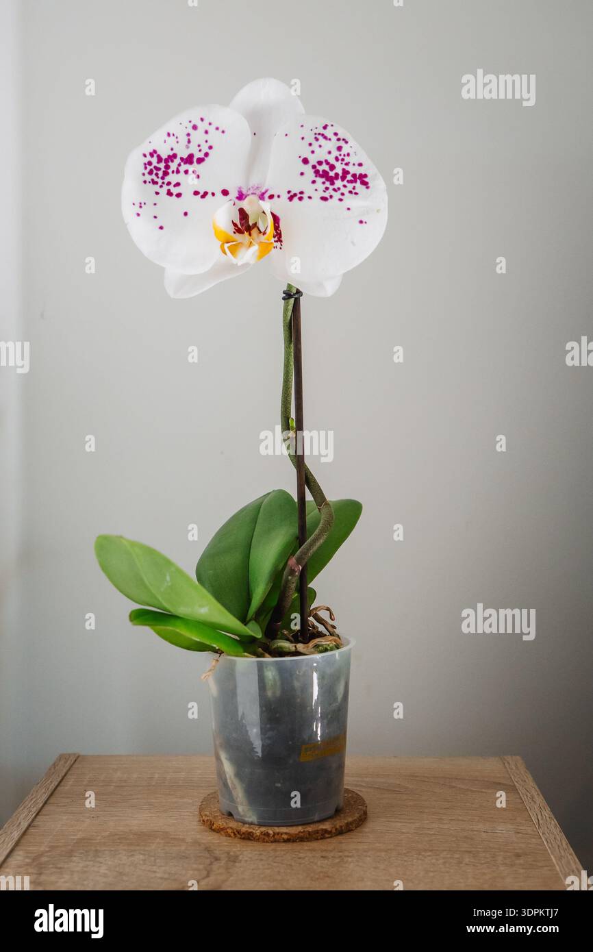 Wunderschöne Phalaenopsis Singolo Owari Orchidee mit einer riesigen Blume Stockfoto