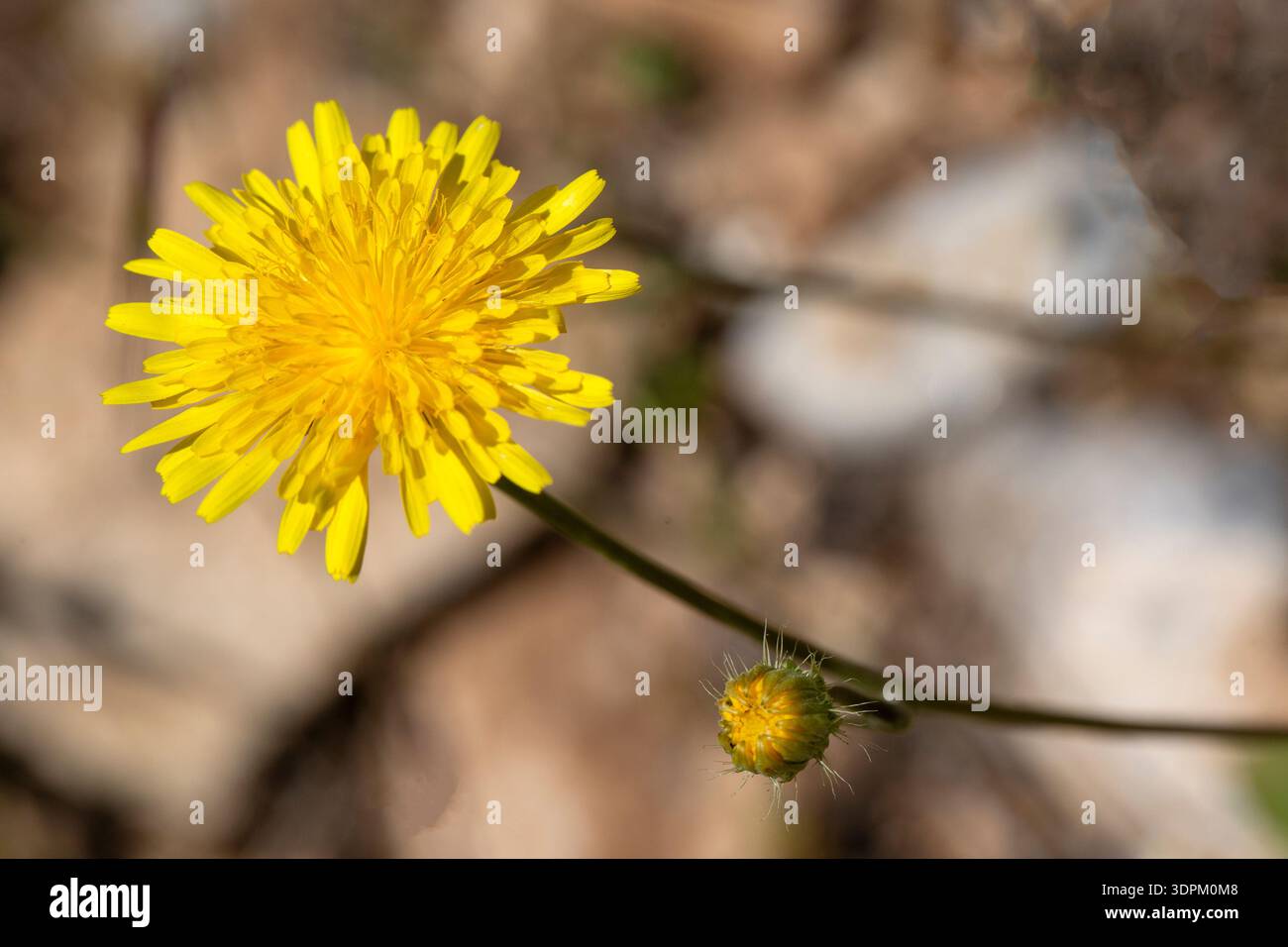 Hypochaeris radicata – Hypochoeris radicata – auch bekannt als Katsear, Flachweed, Katzenohr, behaartes Katzenohr oder falscher Löwenzahn – ist ein mehrjähriges, geringes Lyingehalt Stockfoto