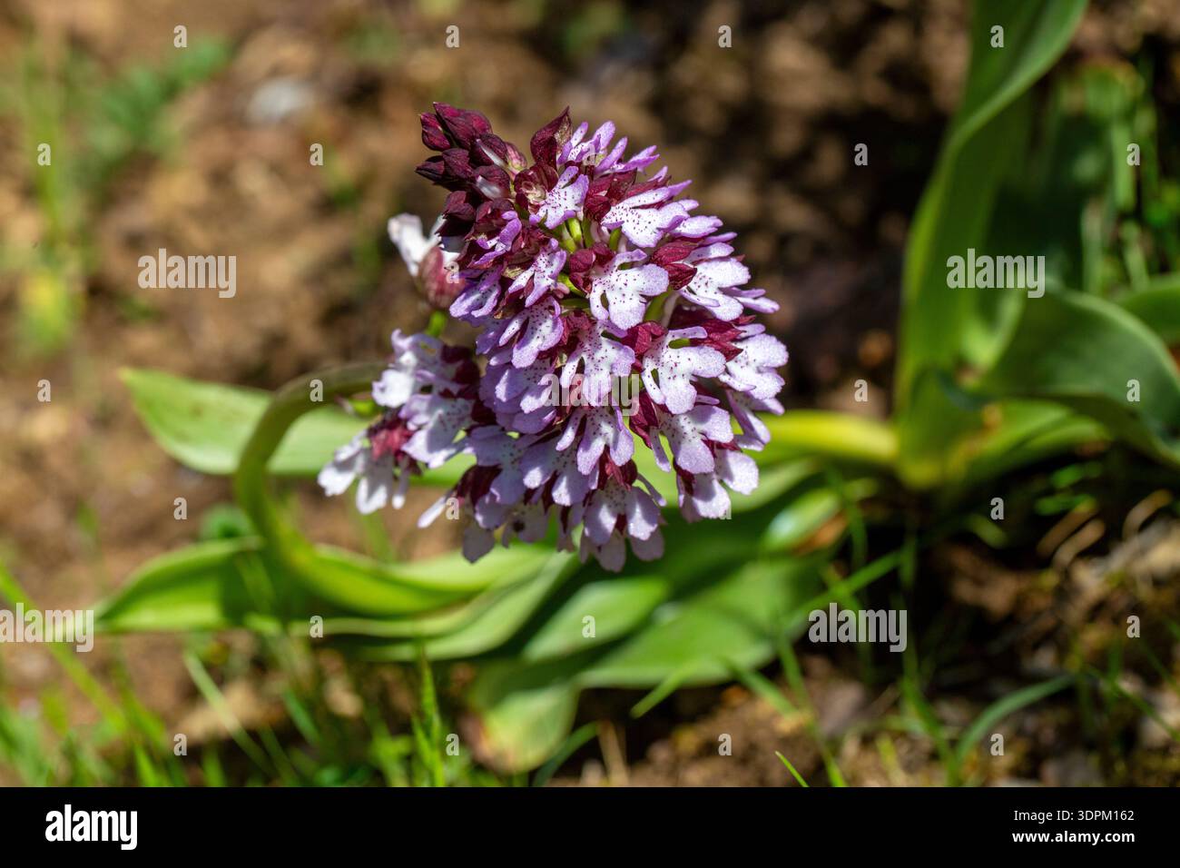 Die Orchidee oder Orchis purpurea ist eine Orchidee aus der Familie der Orchidaceae Stockfoto