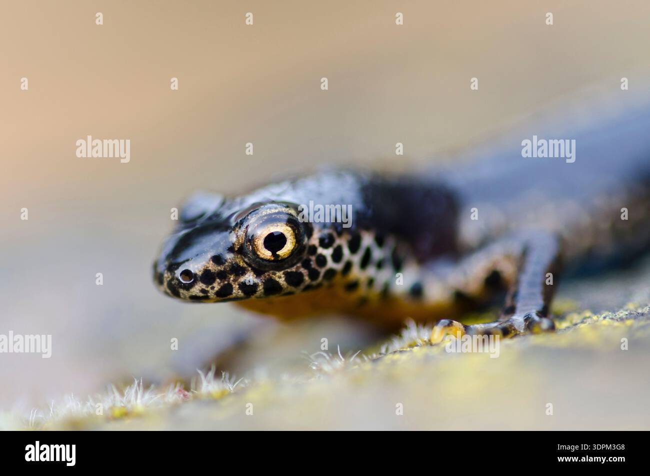 Alpenmolch Ichthyosaura alpestris, Nahaufnahme, Kent, März Stockfoto