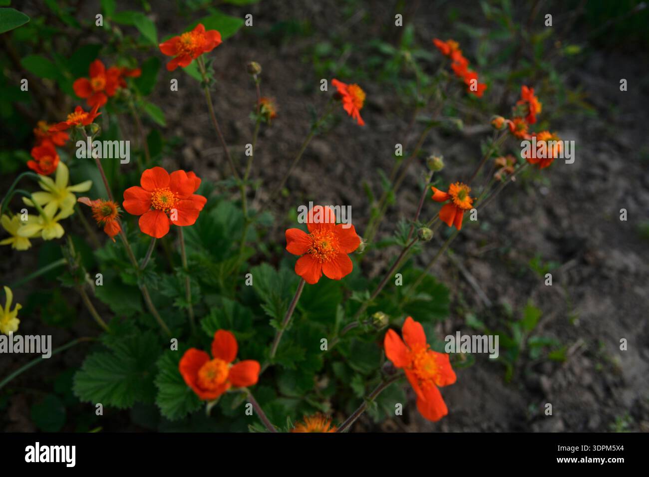 Die orangene Blume von Geum coccineum Scarlet blüht im Frühlingsgarten. Zwergorangenadern, Geum coccineum Feuermeer. Chilenische Avens oder Geum Chiloens Stockfoto