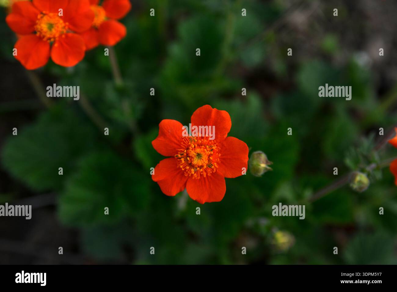 Die orangene Blume von Geum coccineum Scarlet blüht im Frühlingsgarten. Zwergorangenadern, Geum coccineum Feuermeer. Chilenische Avens oder Geum Chiloens Stockfoto