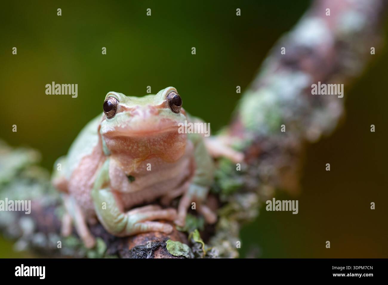 Laubfrosch, Hyla arborea, auf einem Zweig, Captive, Staffordshire, Oktober Stockfoto