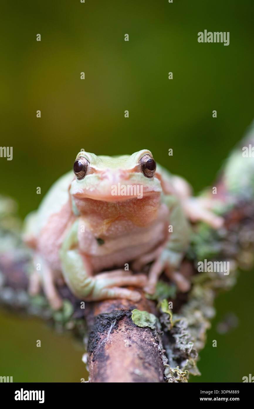 Laubfrosch, Hyla arborea, auf einem Zweig, Captive, Staffordshire, Oktober Stockfoto