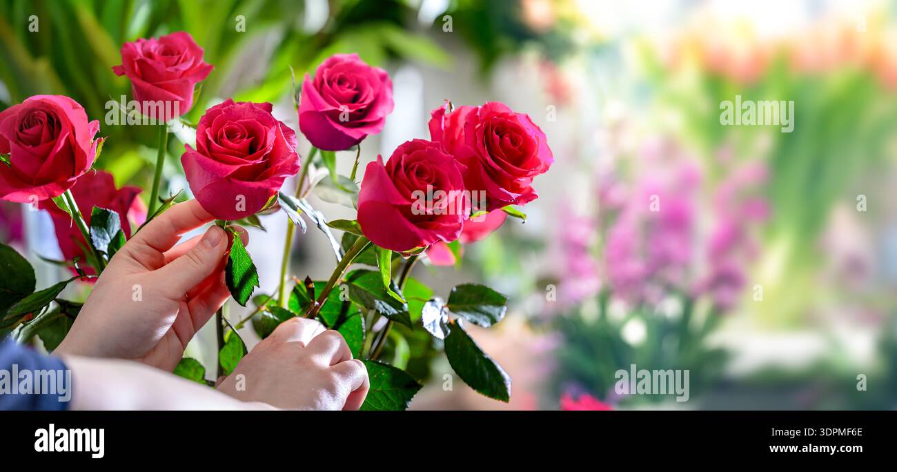 Hände ordnen rote Rosen im Laden, der Blumenhändler bereitet einen Rosenstrauß zu, Sonnenlicht dringt durch das Fenster, ein weicher Hintergrund im Stil Stockfoto