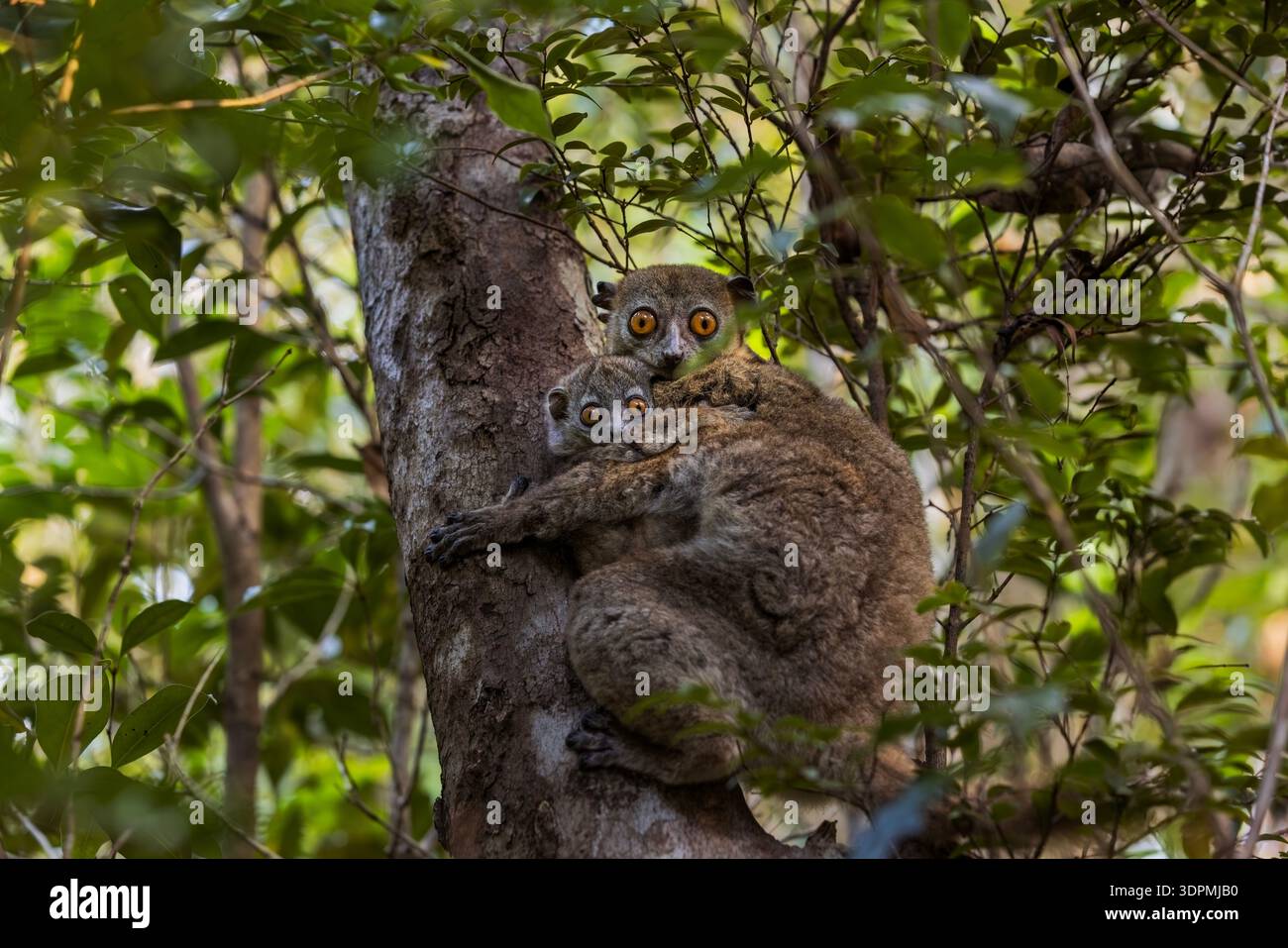 Eine sportliche Lemurenmutter und ein Baby sitzen auf einem Baum im Schutzgebiet Andrafiamena Andavakoera auf Madagaskar. Stockfoto