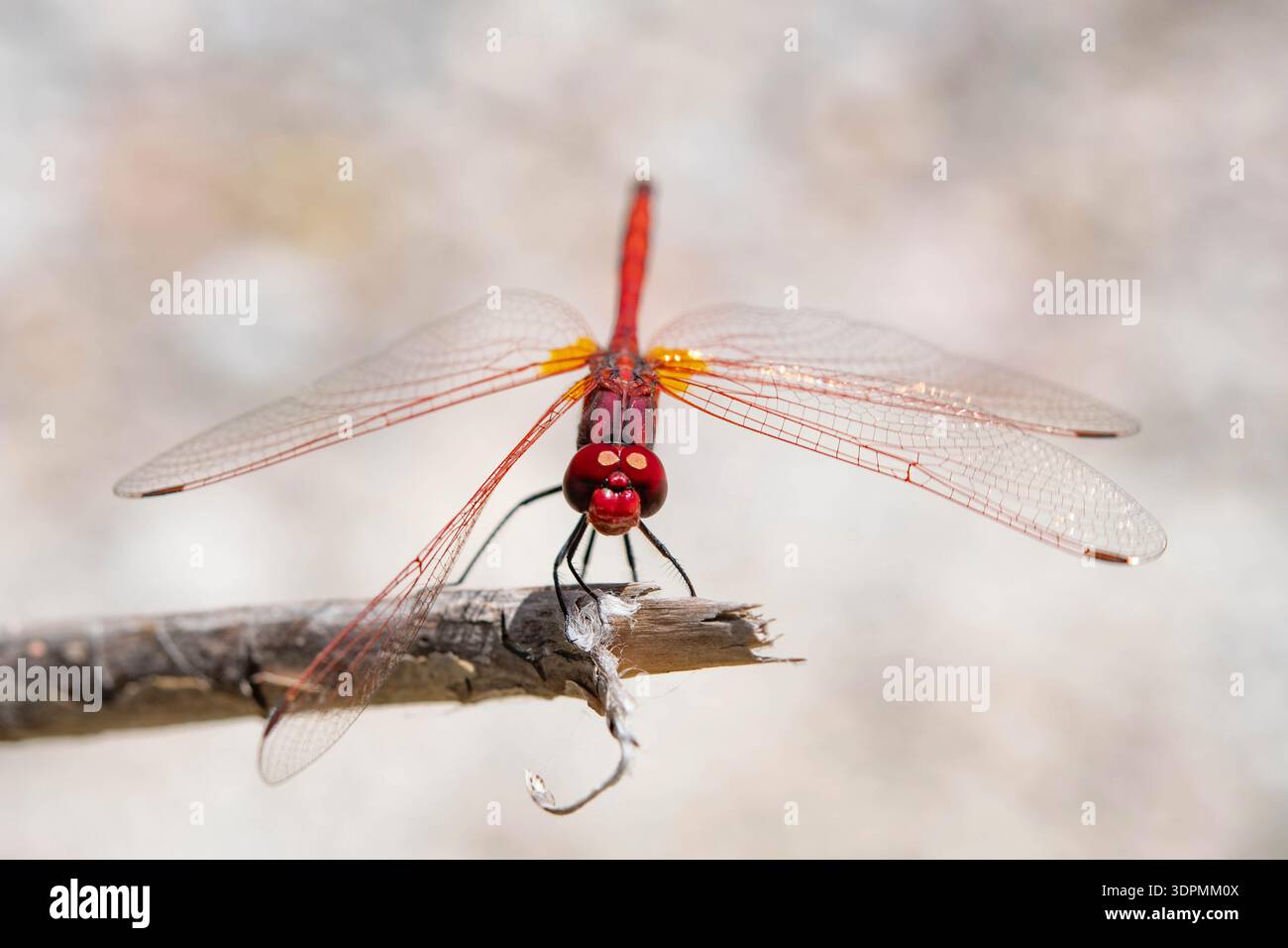 Rot geäderte Tropftrithemis arteriosa, oben am Ende eines Zweiges, Rhodos, Griechenland, Mai Stockfoto