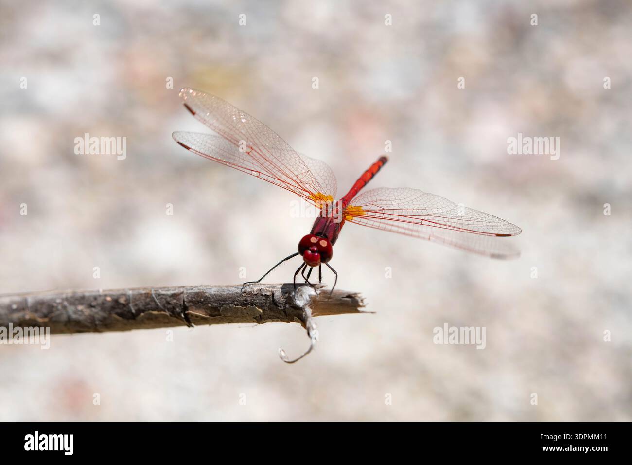 Rot geäderte Tropftrithemis arteriosa, oben am Ende eines Zweiges, Rhodos, Griechenland, Mai Stockfoto