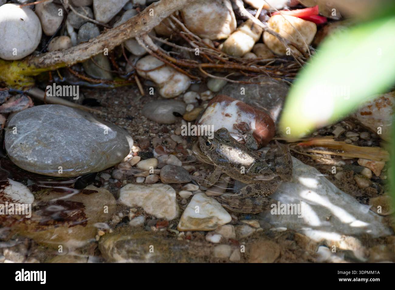 Levant Wasserfrosch Pelophylax bedriagae, Rhodos, Griechenland, Mai Stockfoto