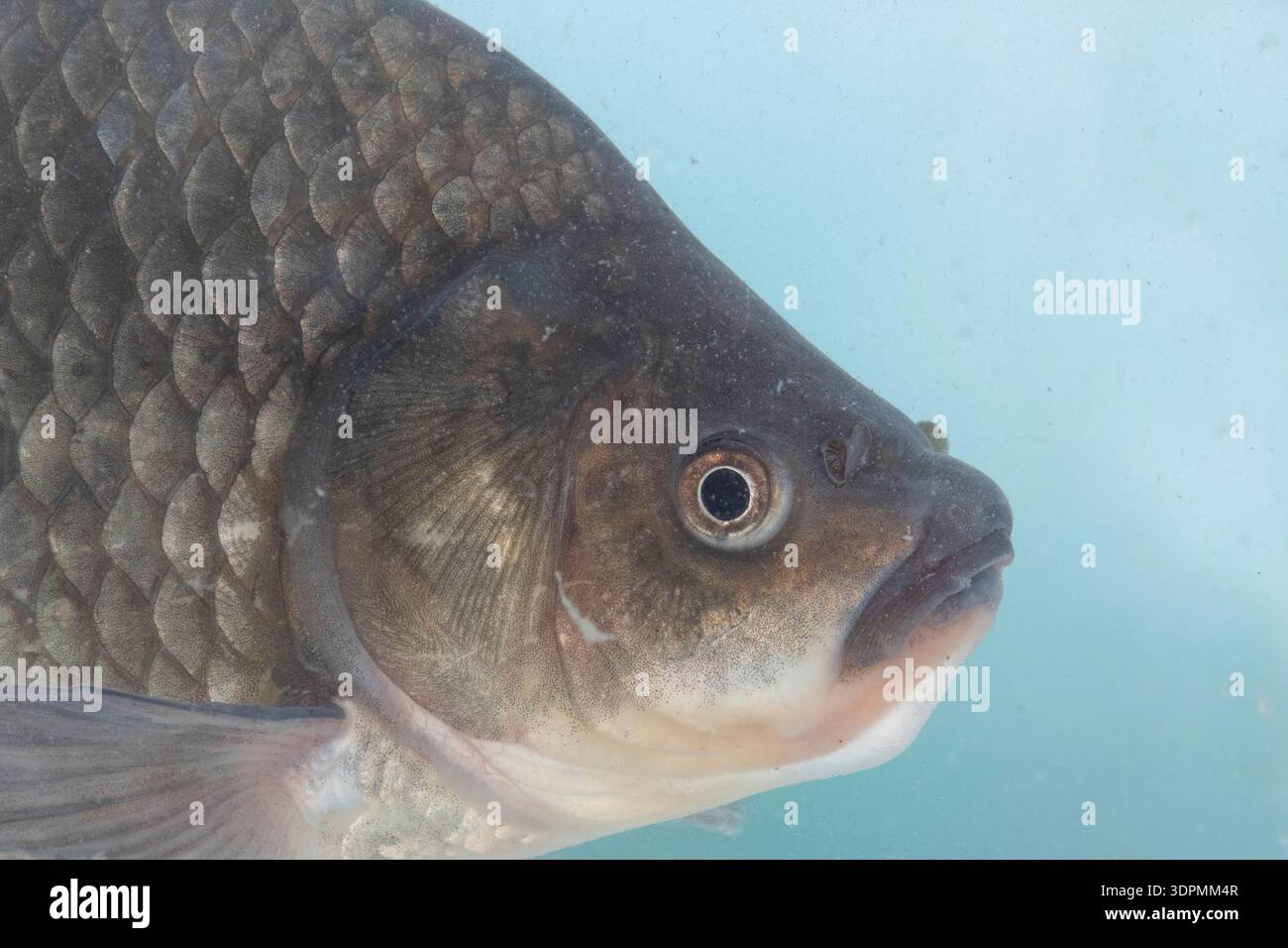 Preußischer Karpfen Carassius gibelio, Nahaufnahme des Kopfes, UK, Mai Stockfoto