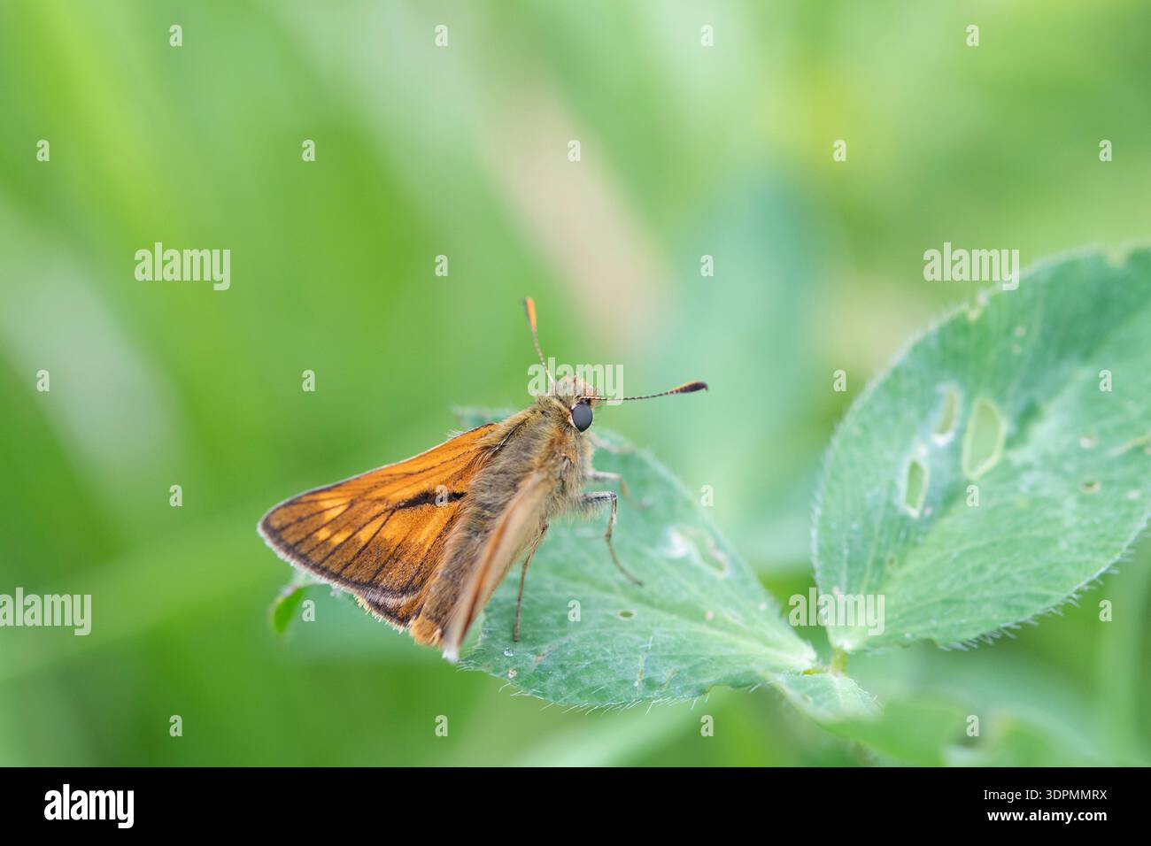 Kleiner Kapitän Thymelicus sylvestris, ruht auf Blatt, Nottinghamshire, Juni Stockfoto