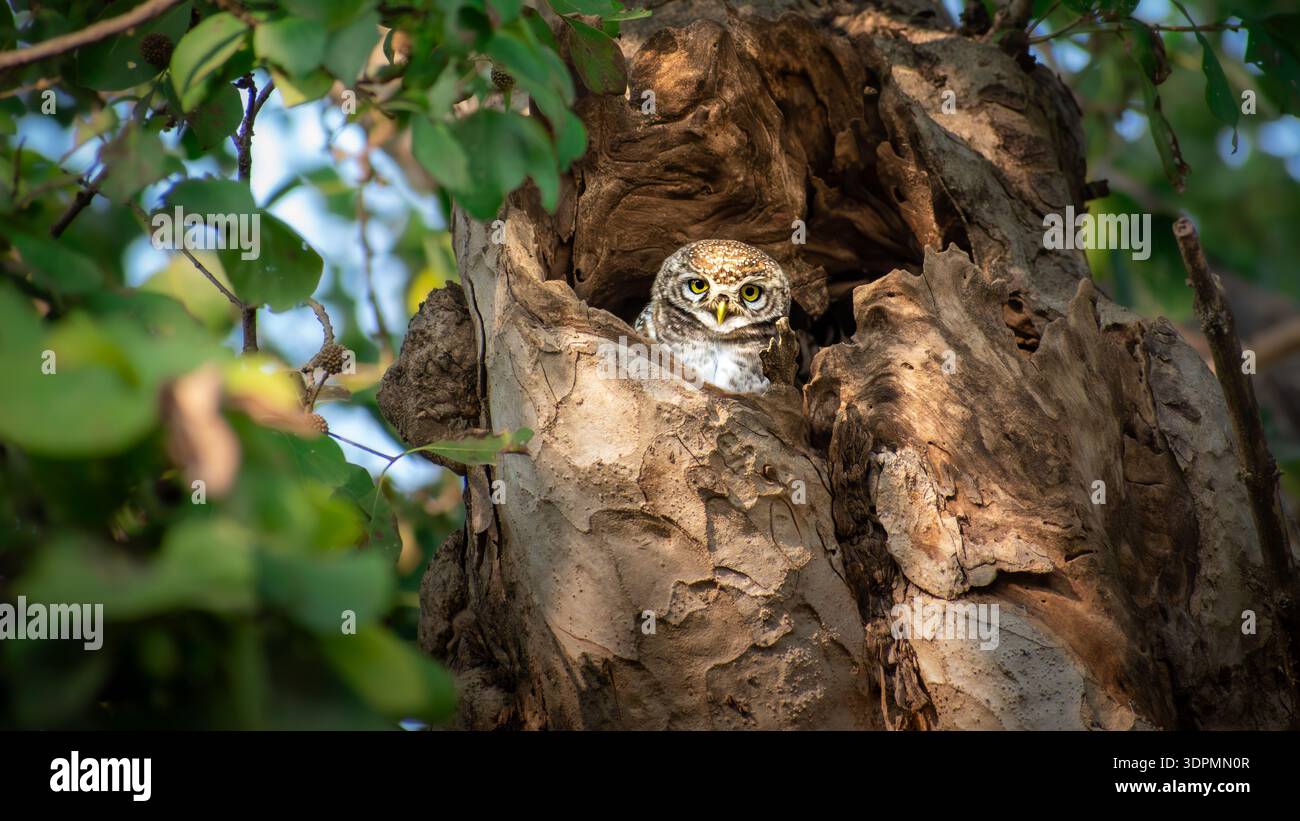 Kleine Scherköpfe Eulen (Otus sp.) Sie ruhen in Baumhöhlen, einem natürlichen Lebensraum für Wildtiere Stockfoto