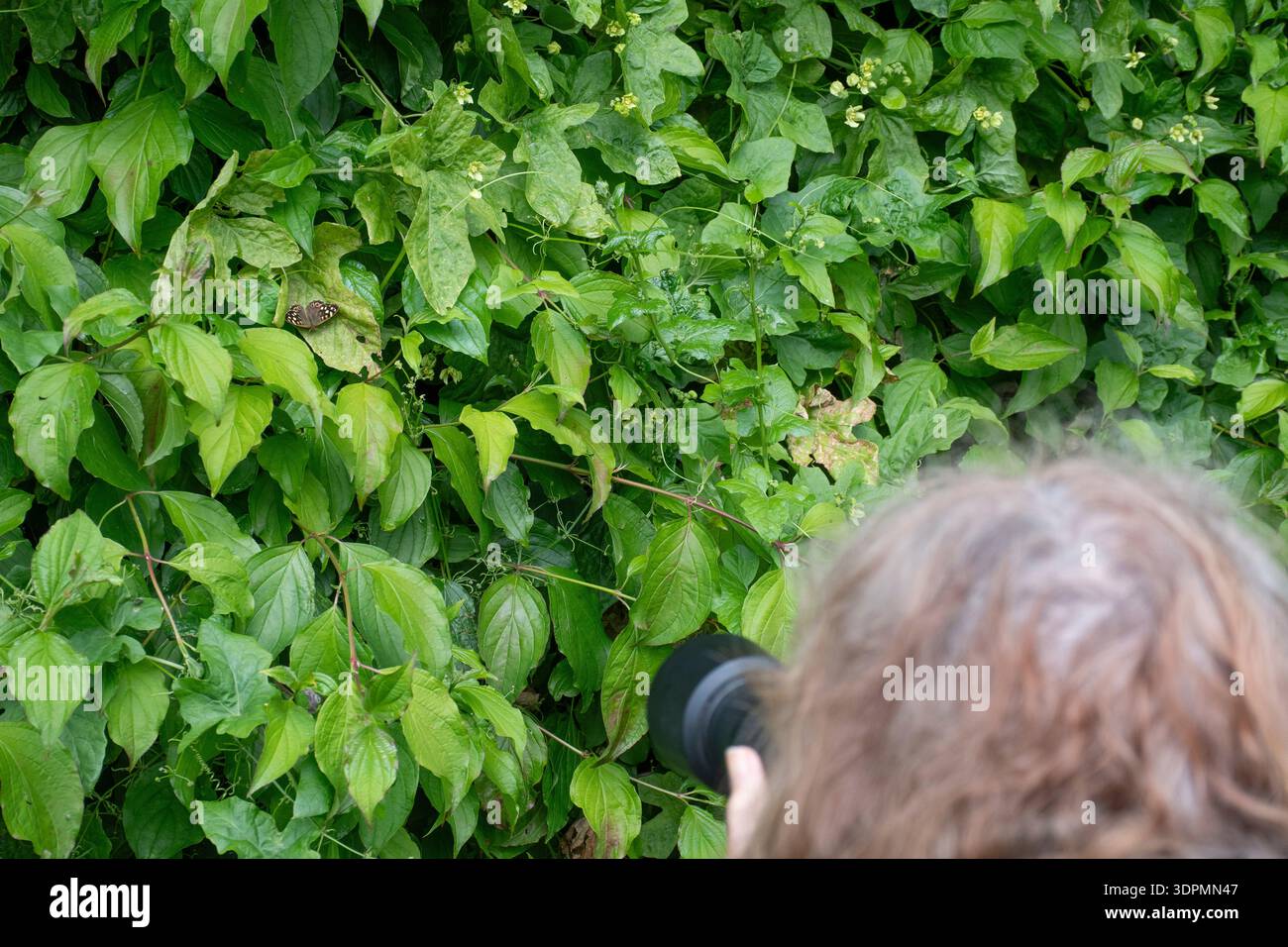 Person fotografiert gesprenkelte Holzfalter Pararge Aegeria, ruht auf Blatt, Nottinghamshire, Juni Stockfoto
