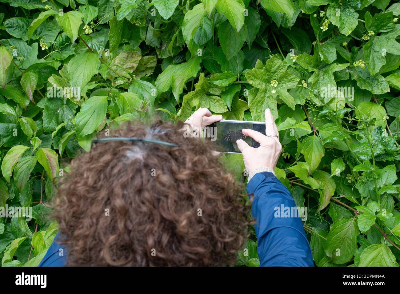 Person fotografiert gesprenkelte Holzfalter Pararge Aegeria, ruht auf Blatt, Nottinghamshire, Juni Stockfoto