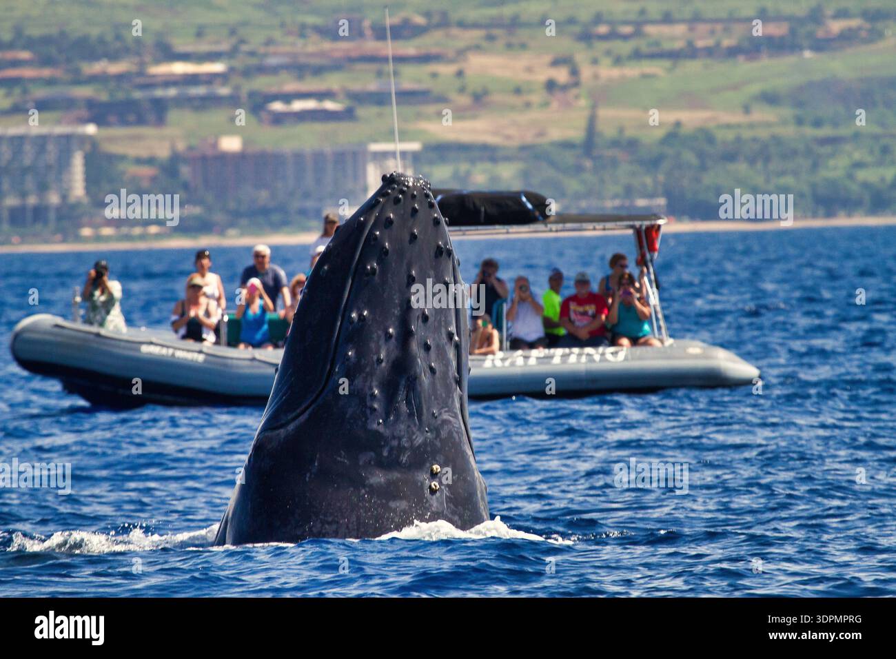 Walbeobachtung in Lahaina auf Maui. Stockfoto