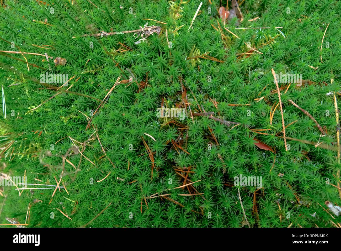 Die Nahansicht zeigt Stern- oder Haarkappenmoos mit nadelähnlichen Blättern, Kiefernnadeln und Zweigen im Belavezhskaja Puschcha Nationalpark, Belarus, in Diff Stockfoto