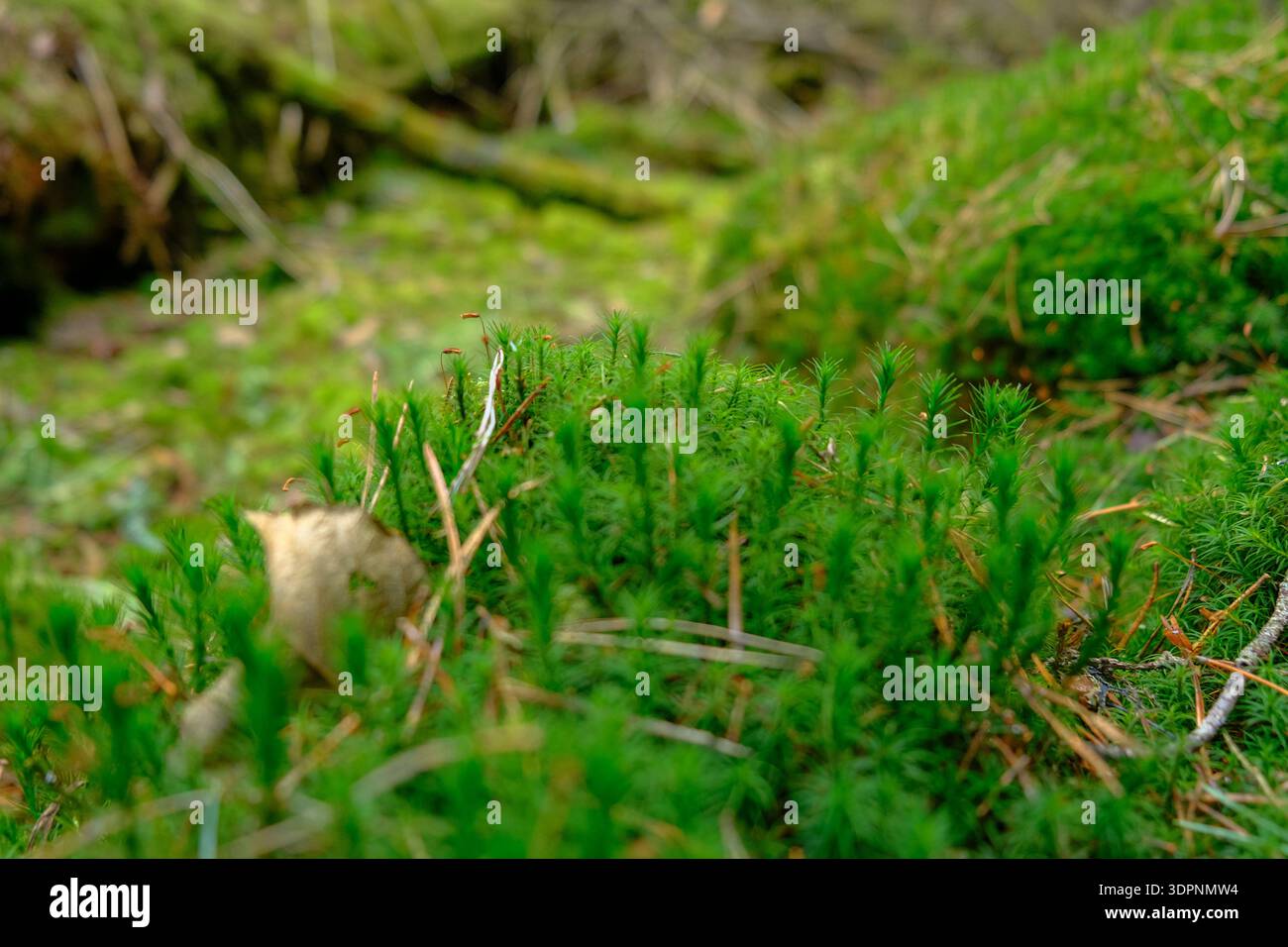 Aus nächster Nähe sehen Sie Moos und winzige Schläfenmoossprossen mit Kiefernnadeln und einem gewellten Blatt im Belavezhskaja Puschcha Nationalpark, Belarus, in so Stockfoto
