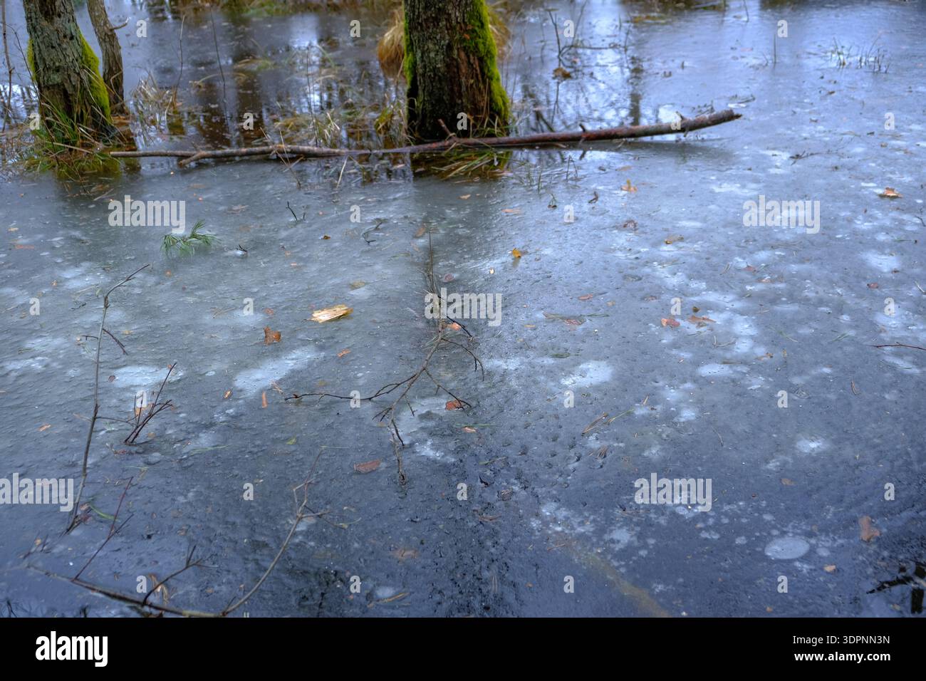 Dünnes meliertes Eis mit Luftblasen, eingeschlossenen Blättern und moosigen Stämmen in Belarus. Zweige und ein abgefallener Ast ruhen auf der Oberfläche unter kühlem, bedecktem Licht Stockfoto