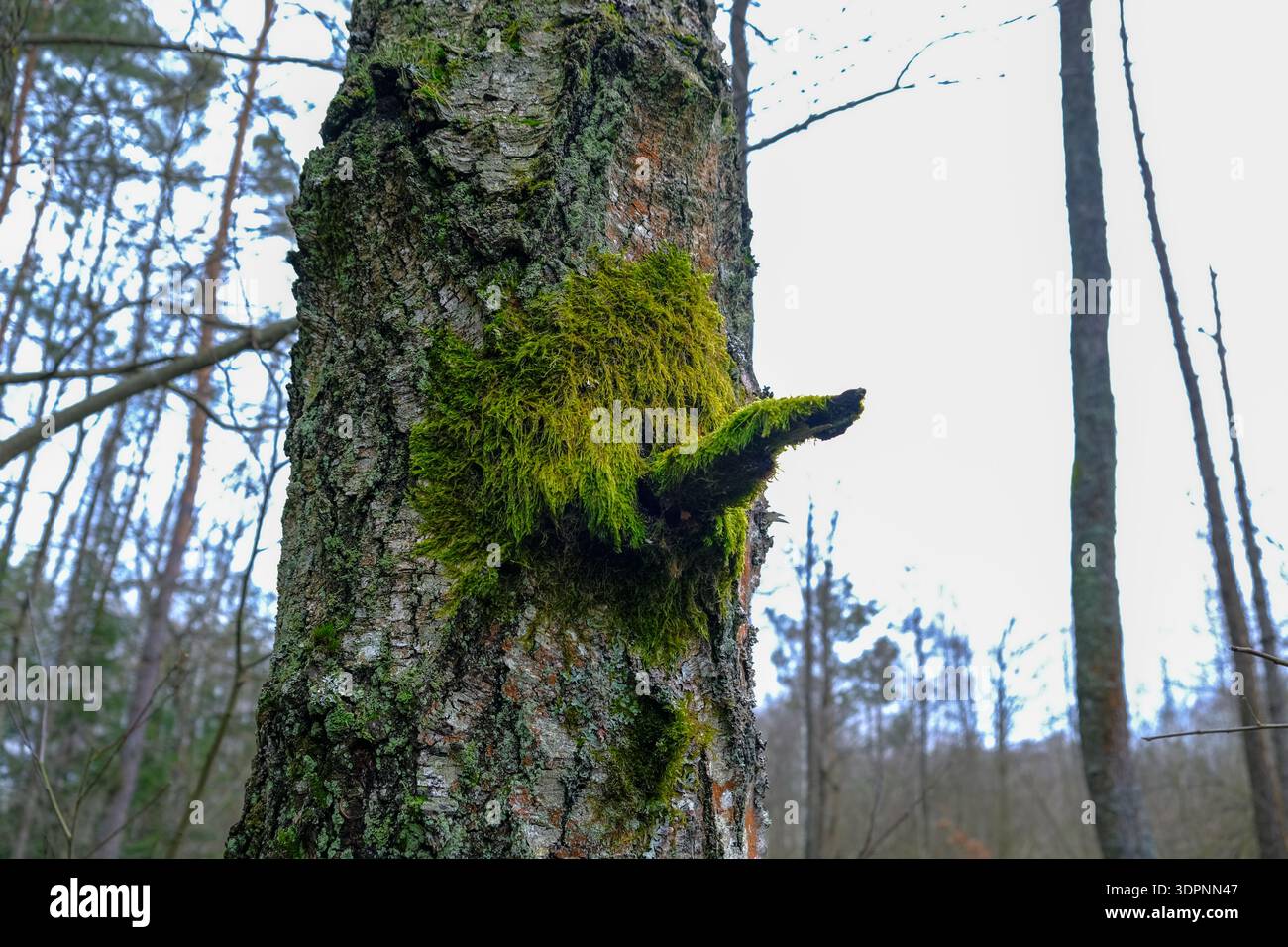Ein Baumstamm in Belavezhskaja Puschtscha, Weißrussland, zeigt Moos auf einem gebrochenen Ast, fleckige Rinde und hohe gerade Stämme unter einem bewölkten Himmel mit Schallo Stockfoto