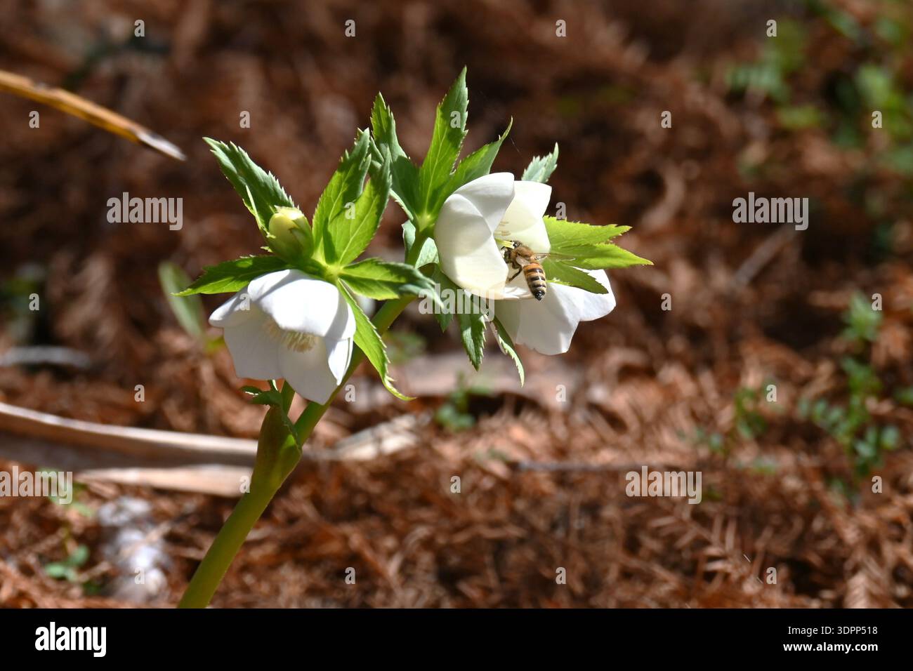 Hellebores (Weihnachtsrosen) sind bei Gartenliebhabern beliebt, da sie im Garten oder in Töpfen leicht anzubauen sind. Stockfoto