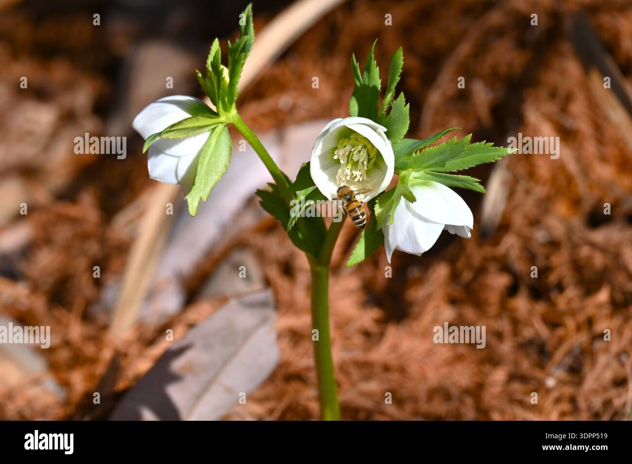 Hellebores (Weihnachtsrosen) sind bei Gartenliebhabern beliebt, da sie im Garten oder in Töpfen leicht anzubauen sind. Stockfoto