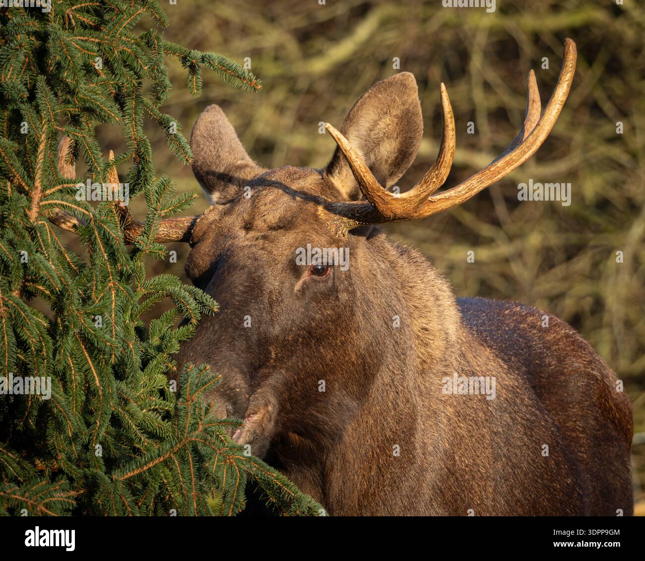 Männlicher Elch Mit Großen Geweihen Im Wald Stockfoto