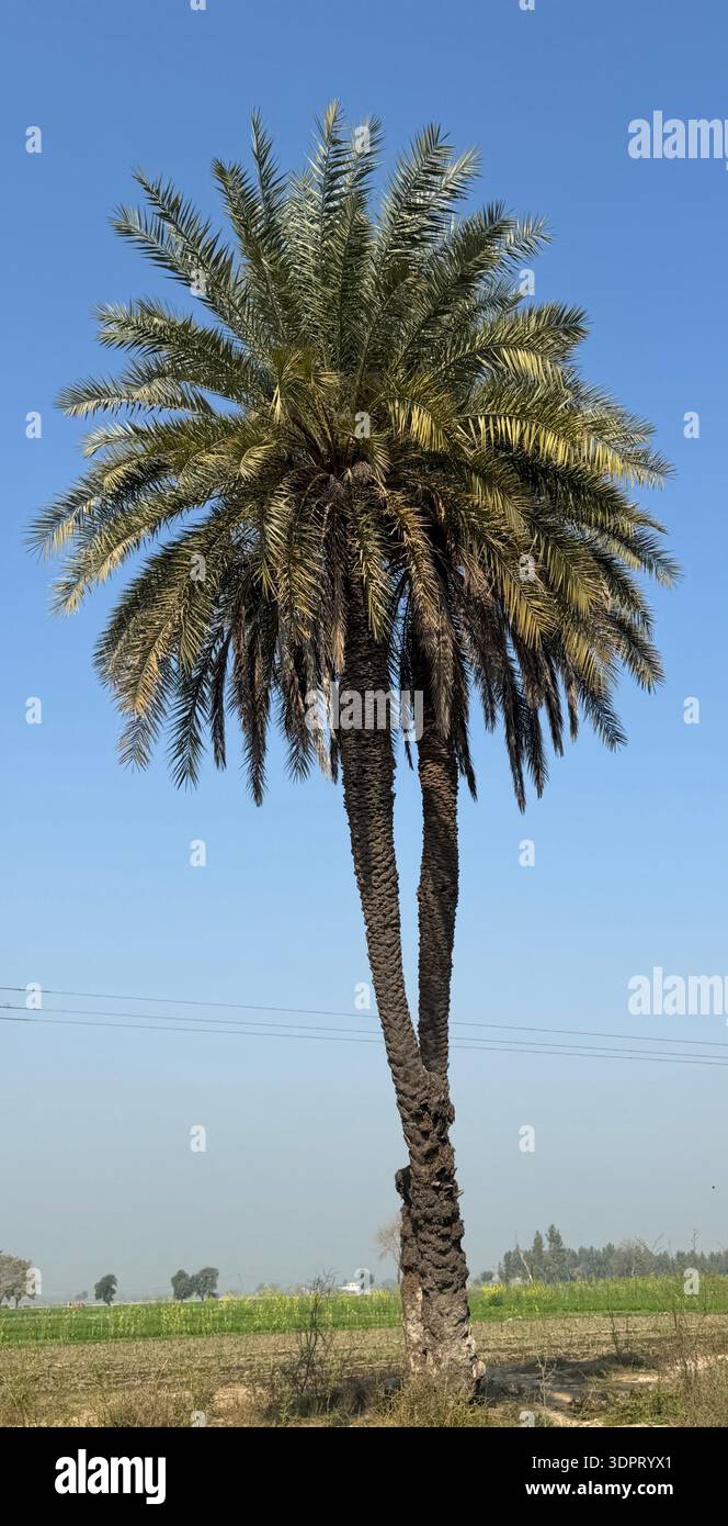 Hohe Dattelpalme auf ländlichem Ackerland unter klarem blauen Himmel - Smartphone-aufgenommenes Stockfoto