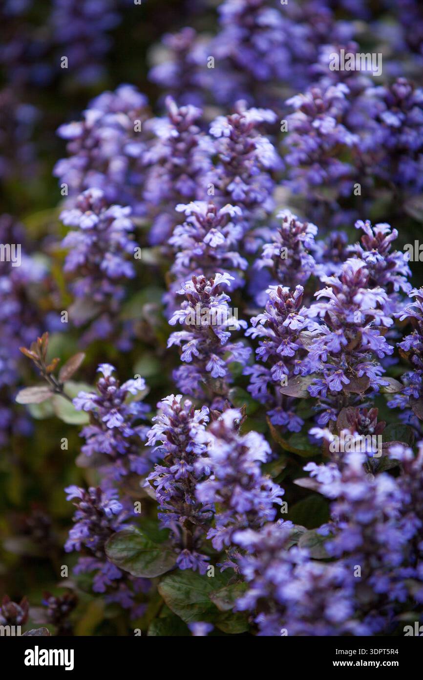 Ajuga reptans (Bugleweed) - violette Blumenspitzen im Frühlingsgarten Stockfoto