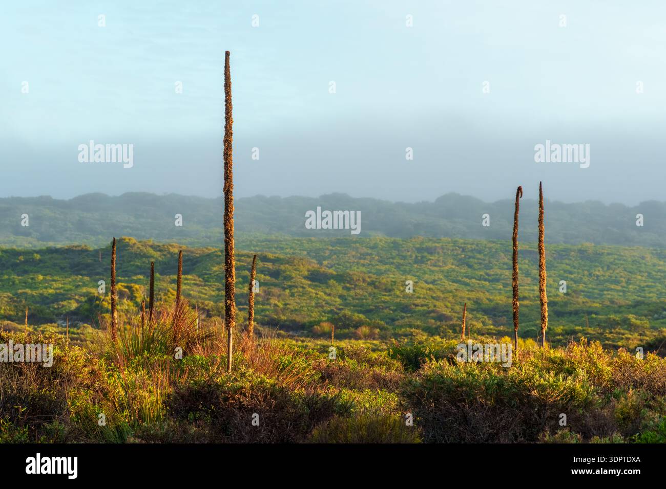 Grasbäume, die über niedrigen Sträuchern ragen, und einheimische Vegetation über sanft geschwungene Heideflächen bei klarem Tageslicht. Stockfoto