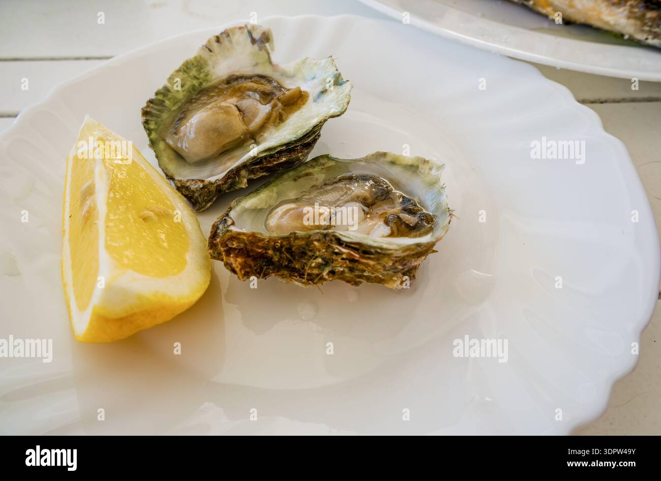 Frische Austern serviert auf einem weißen Teller mit einer Scheibe Zitrone. Die Austern sind offen und zeigen ihr weiches Fleisch und ihr salziges Aussehen. Stockfoto