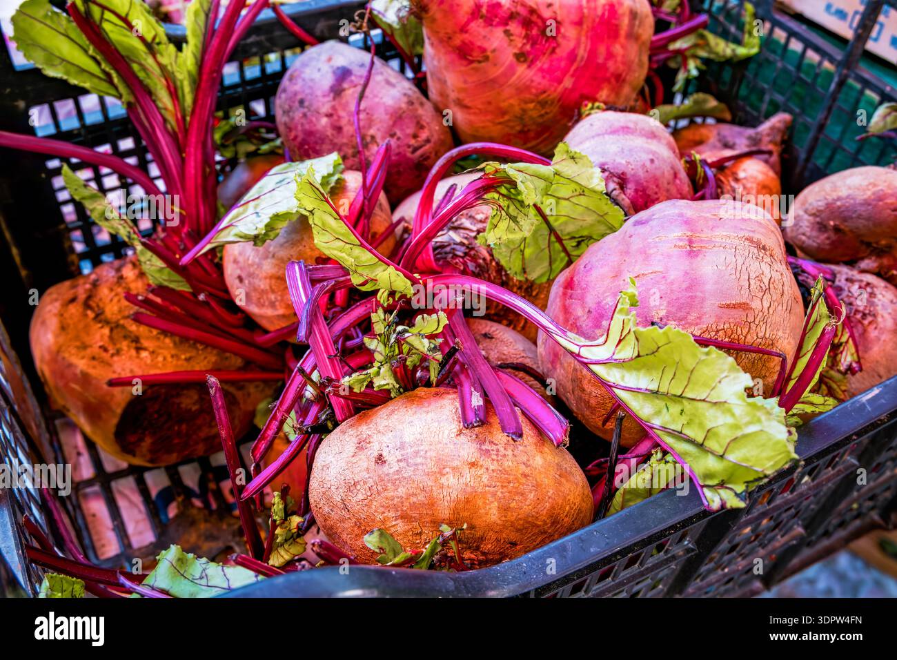 Ein Korb gefüllt mit frischen Bio-Rüben. Die Rüben sind in verschiedenen Größen und Farben erhältlich und zeigen ihre leuchtenden Rot- und Violetttöne Stockfoto