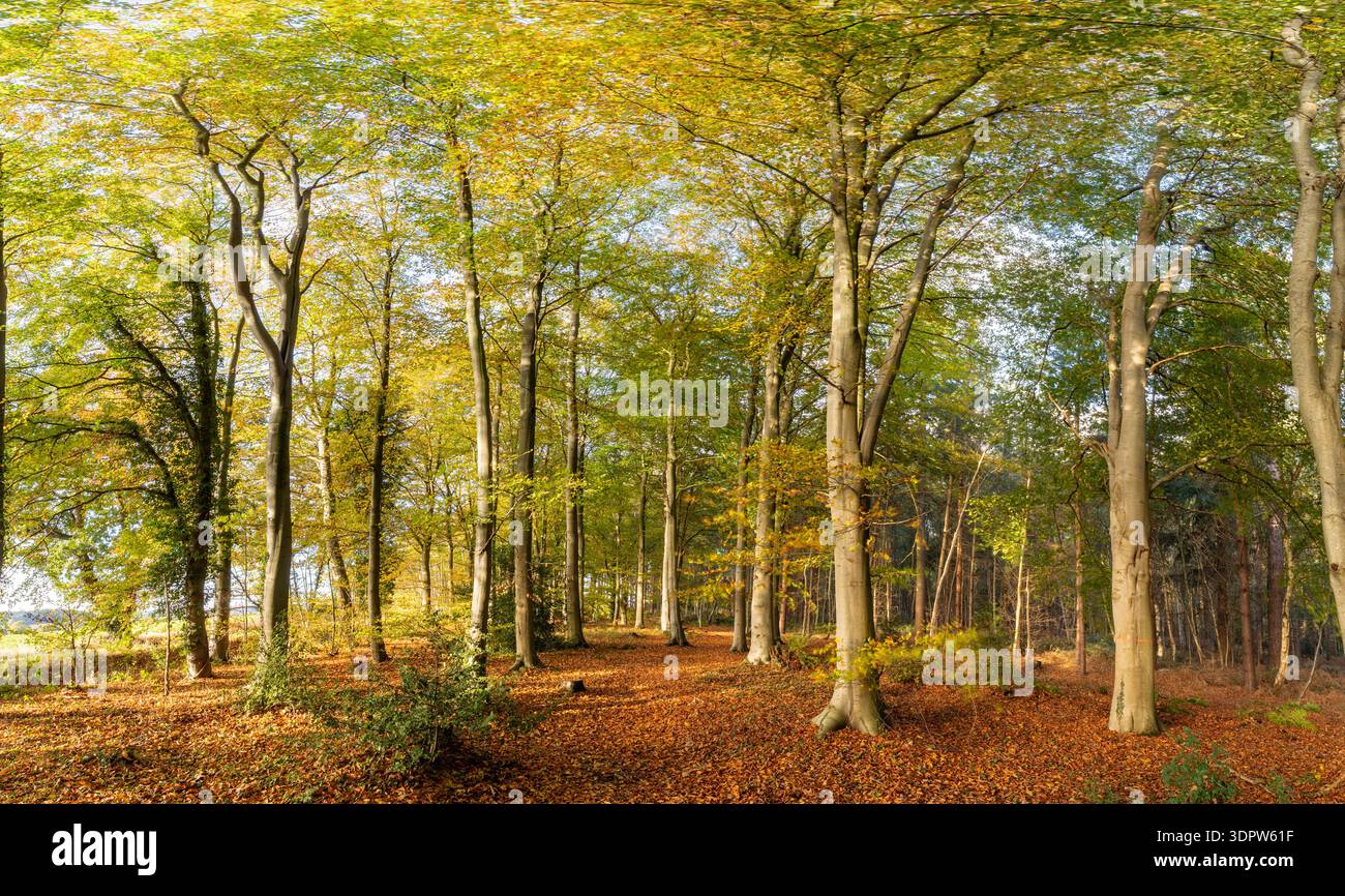 Herbstbuchen bei Sonnenaufgang. Norfolk Landschaft mit goldenen Blättern und Morgensonne. Stockfoto