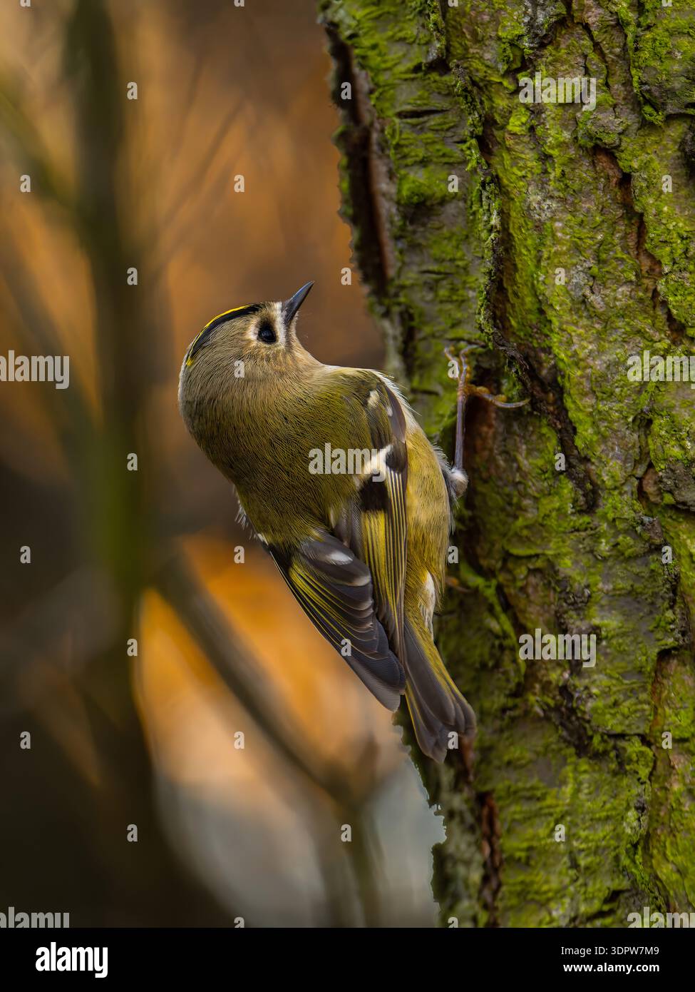 Kleiner Vogel, der im Wald auf moosigem Baumstamm klettert Stockfoto