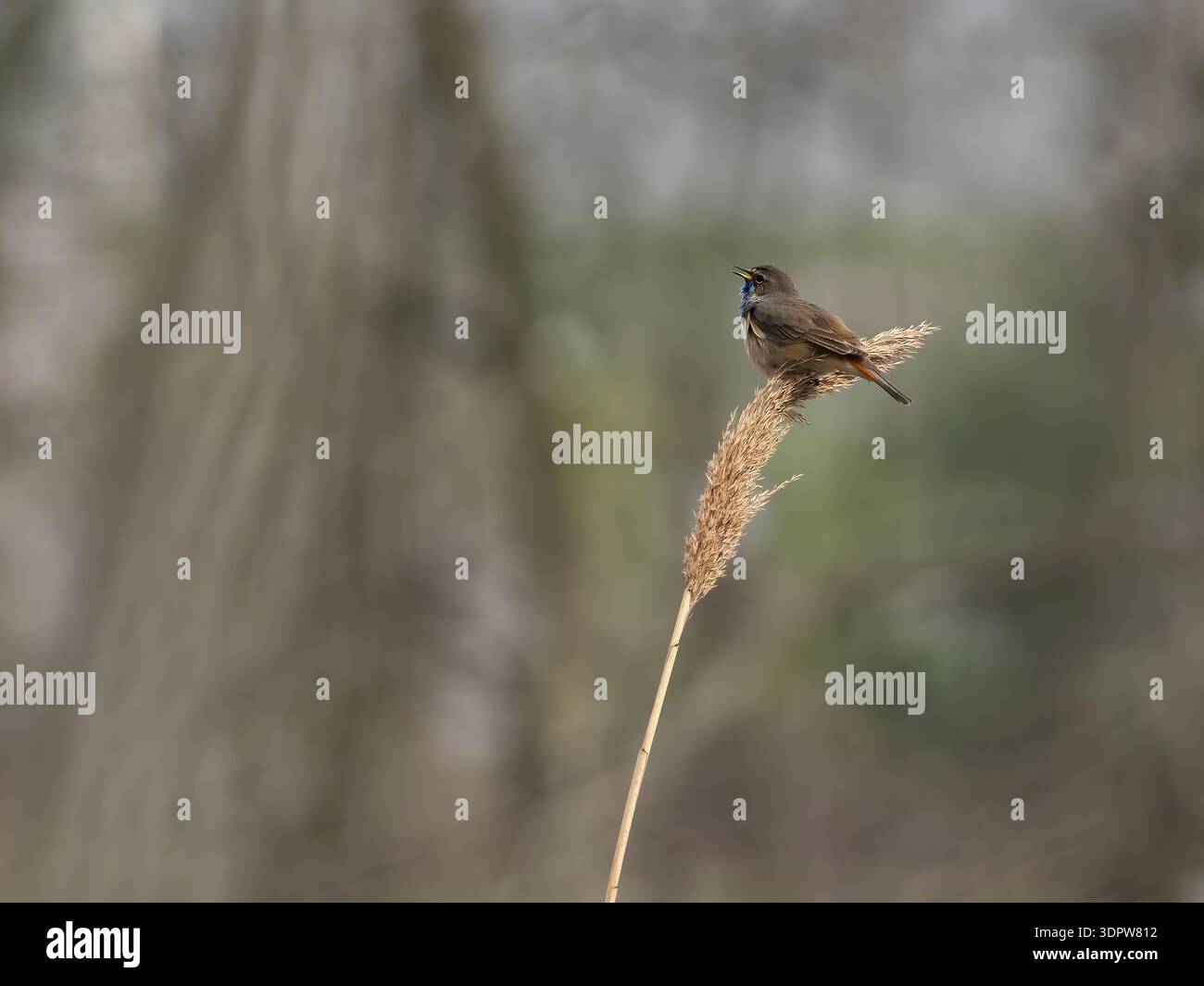 Kleiner brauner Vogel, der auf einem hohen Katzenschwanz sitzt, mit natürlichem, verschwommenem Rücken Stockfoto