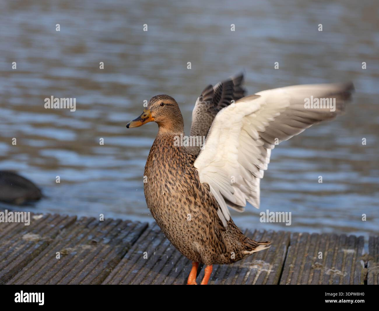 Schöne gemeinsame weibliche Ente, die Wasser abschüttelt Serie von vier Bildern Stockfoto