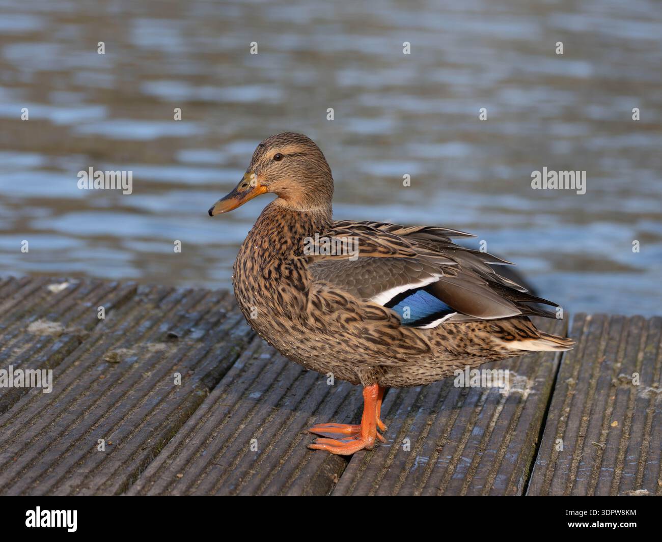 Schöne gemeinsame weibliche Ente, die Wasser abschüttelt Serie von vier Bildern Stockfoto