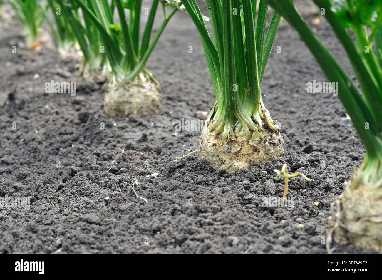 Verschlüsse von wachsenden Wurzelselleriepflanzen (Wurzelgemüse) im Gemüsegarten Stockfoto