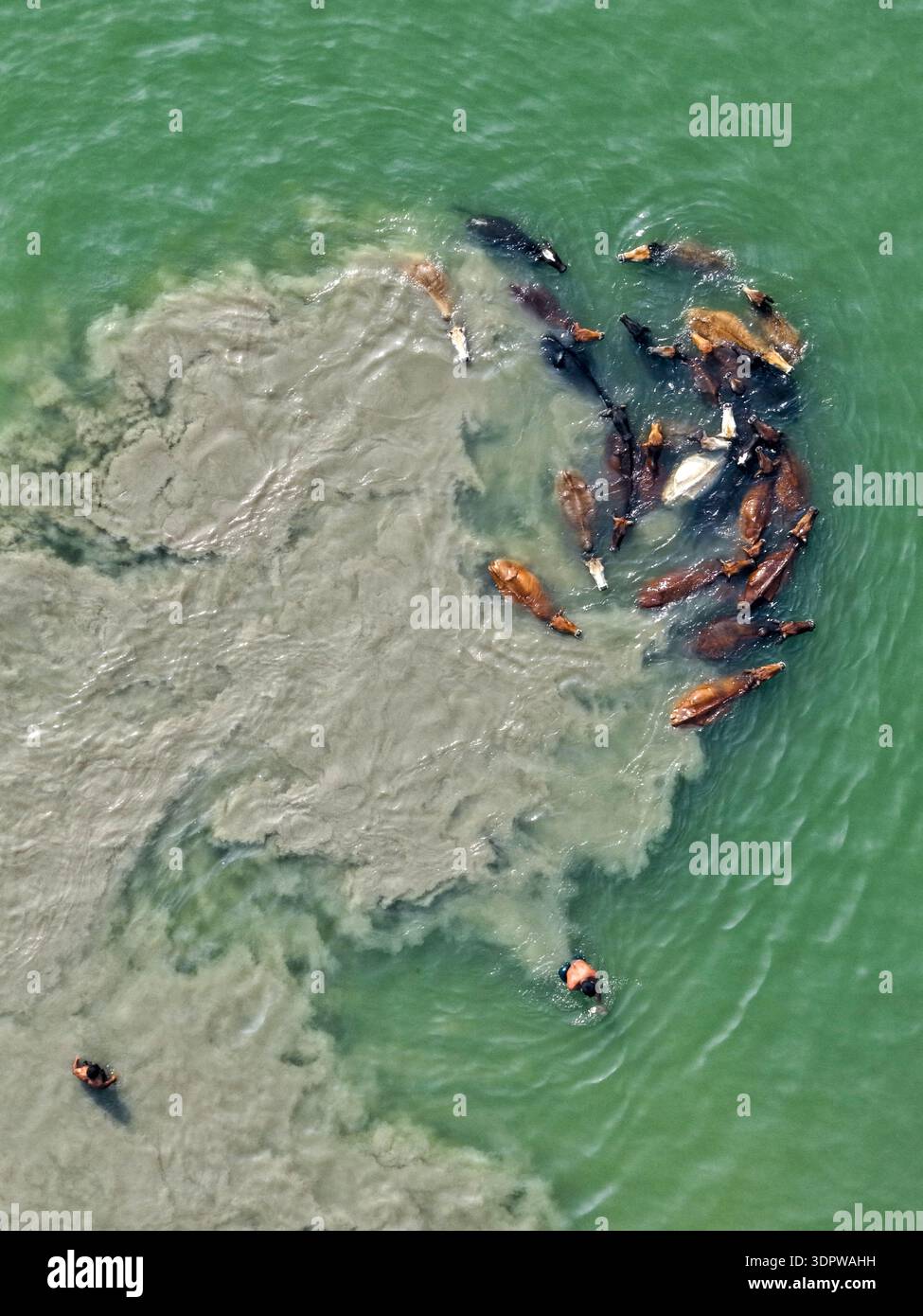 Gaibandha, Bangladesch - 15. Februar 2026: Aus der Vogelperspektive von Pferden, die sich in flachen Gewässern ansammeln und sich mit Sand und Wellen gegen Th herumwirbeln Stockfoto