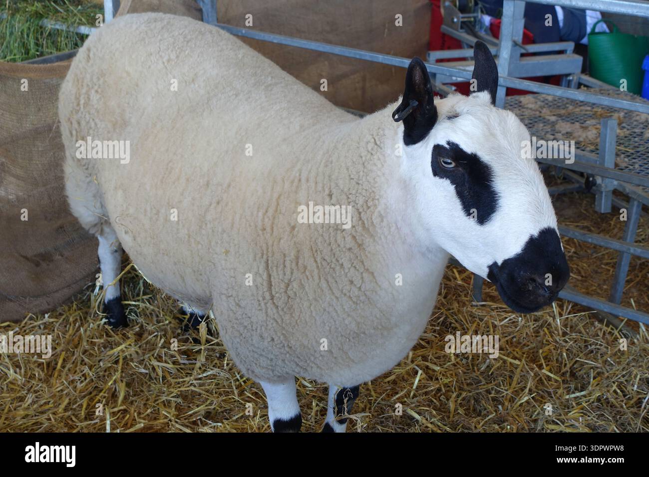 A Welsh Kerry Hill (Dafad Bryniau Ceri) Hausschafe auf der Great Yorkshire Agricultural Show, Harrogate, North Yorkshire, England, Vereinigtes Königreich, Stockfoto