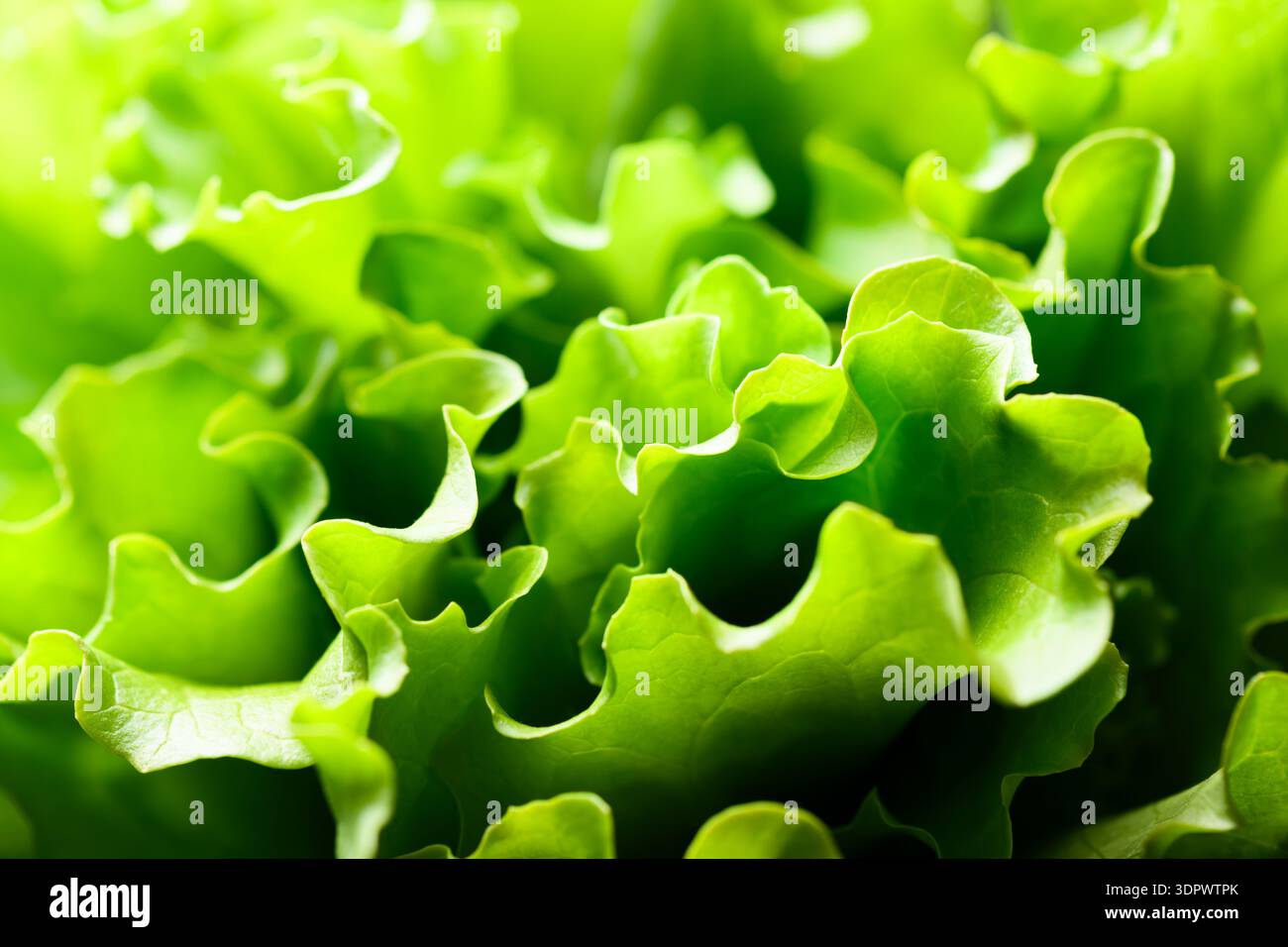 Lockiges Salatgemüse mit frischen Salatblättern aus nächster Perspektive. Lebendige Textur unterstützt gesunde Ernährung Hintergrund Stockfoto