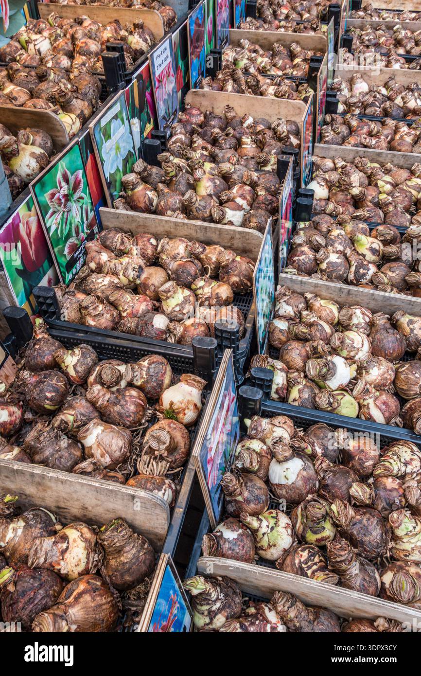 Sorten von amaryllis-Zwiebeln zum Verkauf auf dem Bloemenmarkt, Amsterdams berühmtem schwimmenden Blumenmarkt am Singel-Kanal Stockfoto