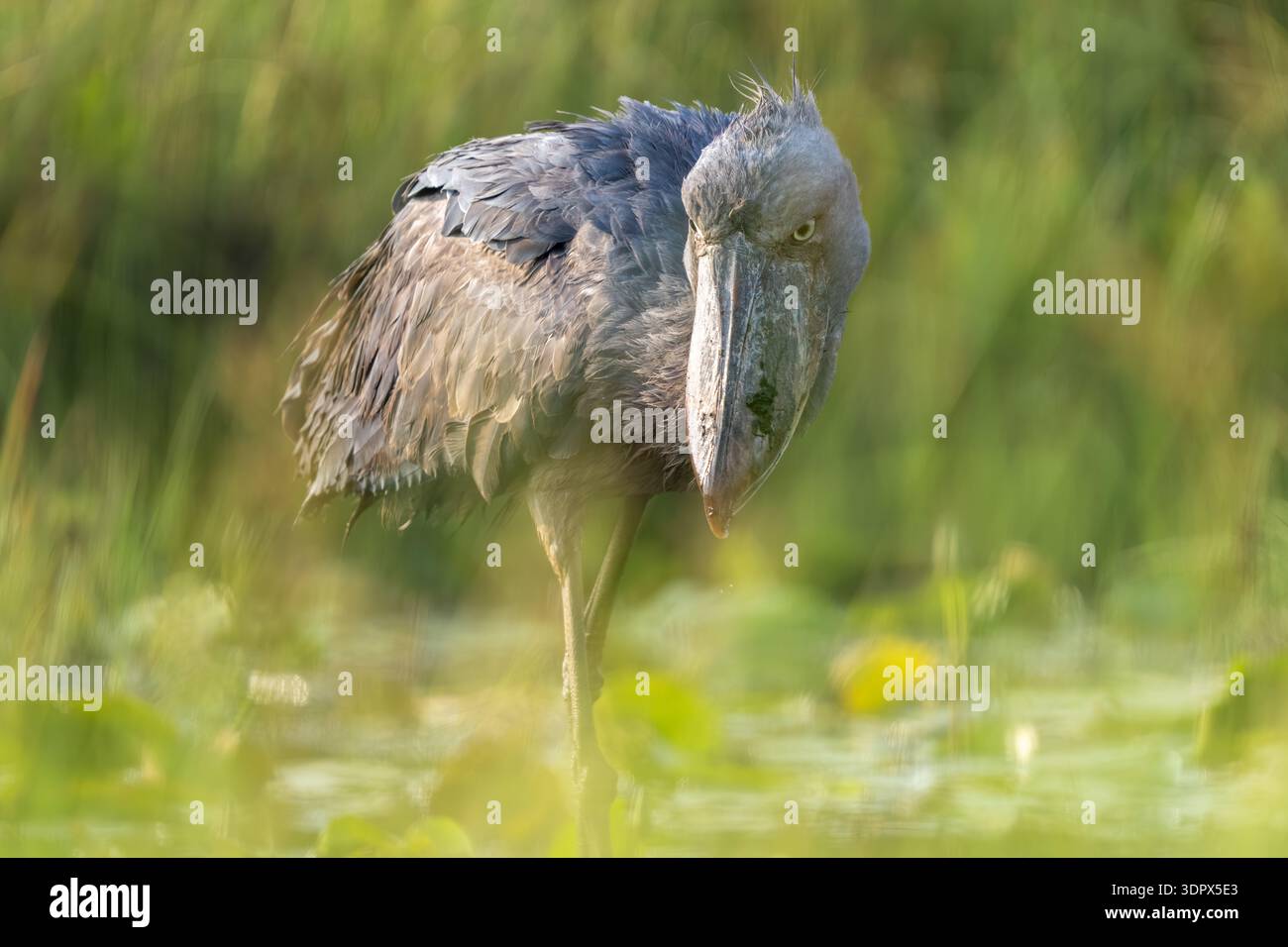 Extreme Nahaufnahme eines Shoebill (Balaeniceps rex) mit seinem einzigartigen prähistorischen Schnabel und den intensiven gelben Augen im Mabamba Swamp, Uganda Stockfoto