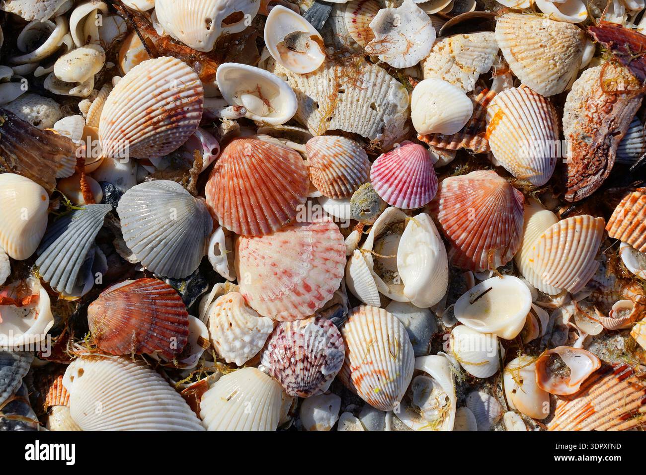 Bunte Muscheln am Strand Stockfoto