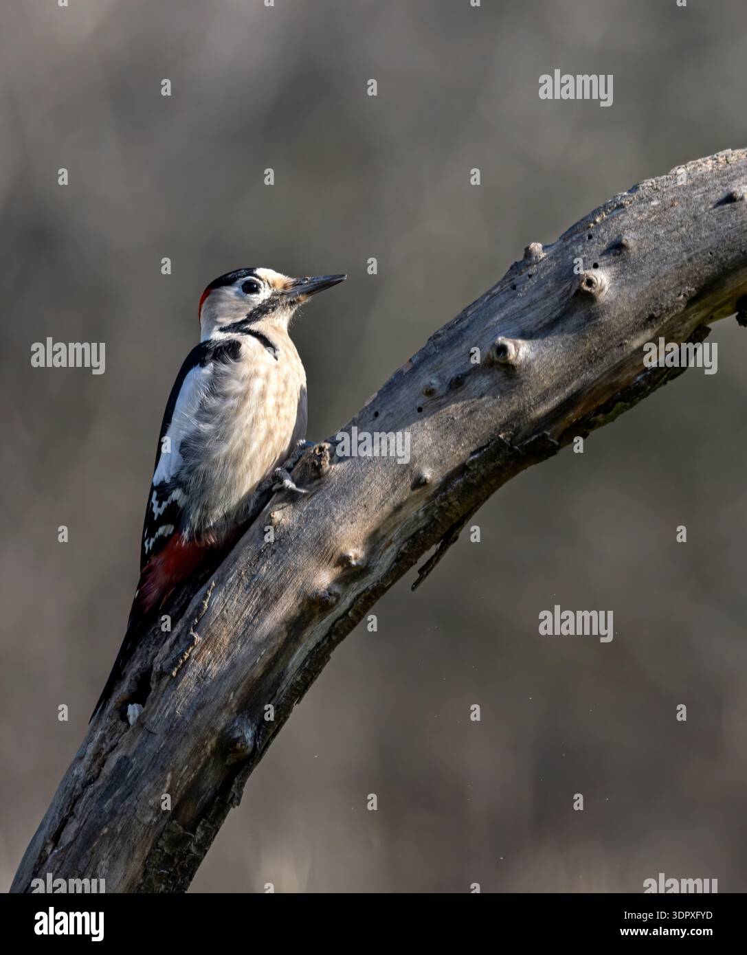 Syrischer Woodpeckrt Stockfoto