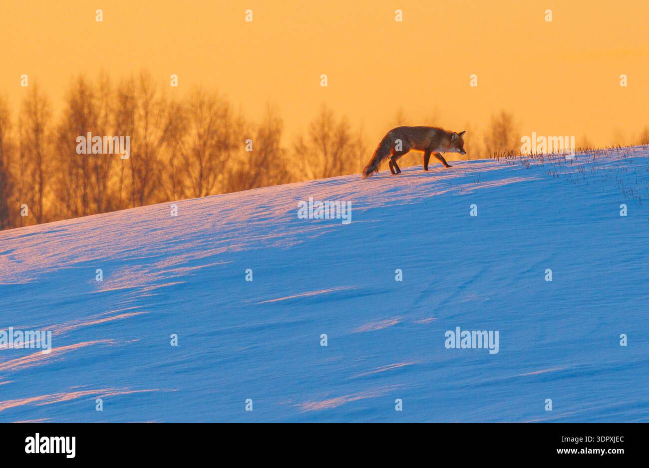 Einsamer Fuchs klettert im Winter auf einen Hügel Stockfoto