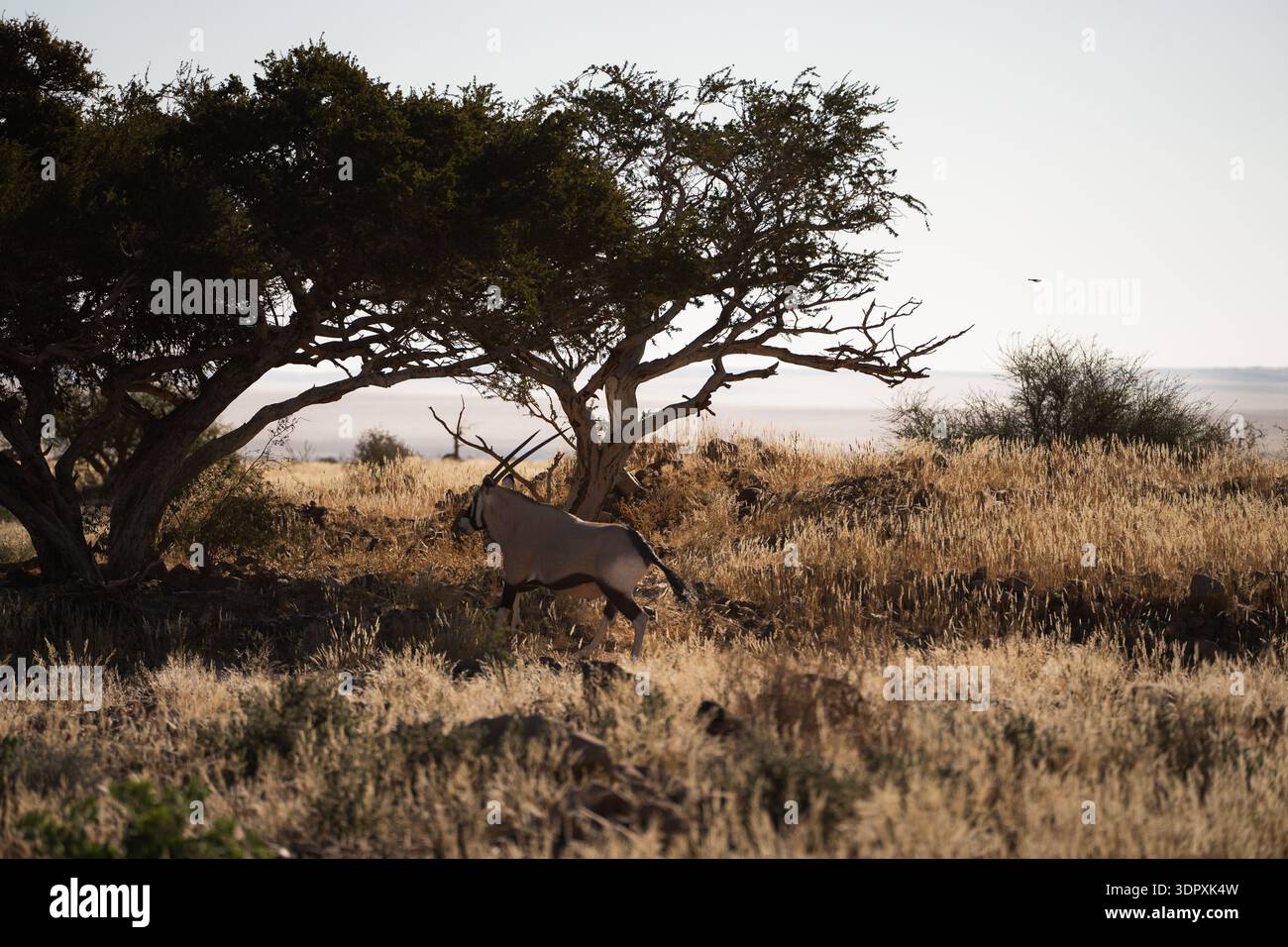 Ein majestätischer Oryx navigiert anmutig durch das zerklüftete Gelände der afrikanischen Wüste und fängt das Wesen der afrikanischen Wildnis unter einem verstreuten Baldachin ein Stockfoto