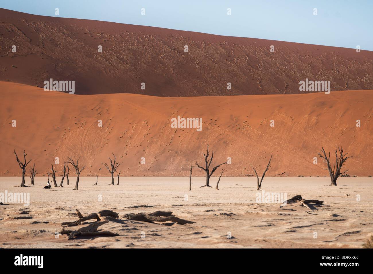 Ein beeindruckender Blick auf die Namib-Wüste in Sossusvlei, Afrika, mit trockenen Bäumen vor dem Hintergrund massiver roter Sanddünen unter einem klaren blauen Himmel Stockfoto